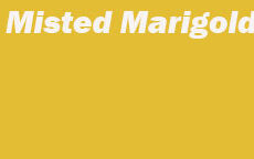 misted marigold